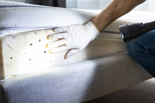 Best Best Pest Control Companies  in Hollywood, FL