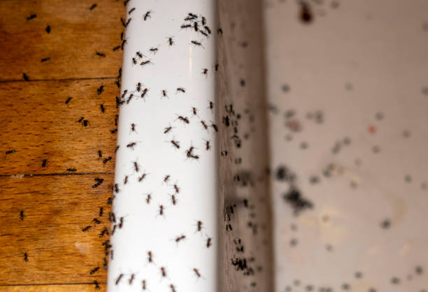 Wildlife Control Services in Hollywood, FL