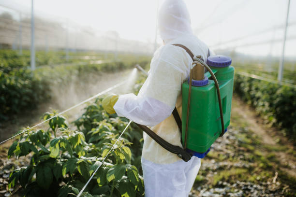 Best Pest Removal Services  in Hollywood, FL